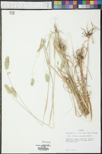 Phalaris caroliniana image