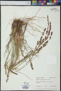 Eragrostis secundiflora image