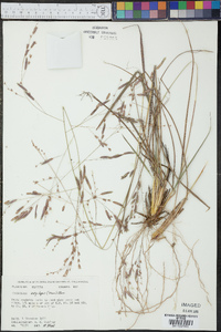 Eragrostis secundiflora subsp. oxylepis image