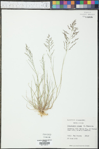 Eragrostis pilosa image