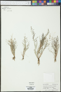 Eragrostis pilosa image