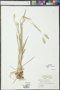 Phalaris caroliniana image