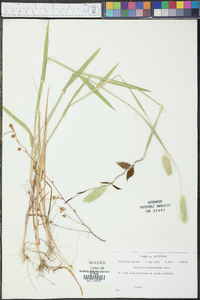 Phalaris caroliniana image