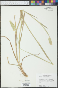 Phalaris caroliniana image