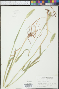 Phalaris caroliniana image