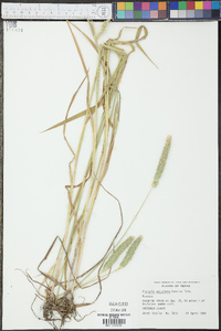 Phalaris angusta image