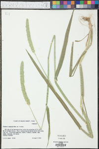 Phalaris angusta image