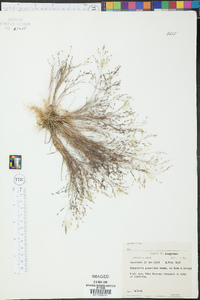 Eragrostis minor image