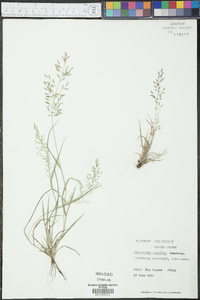 Eragrostis minor image