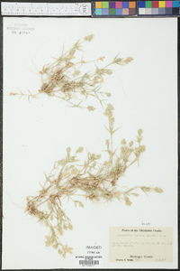 Eragrostis reptans image