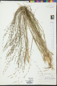 Eragrostis refracta image