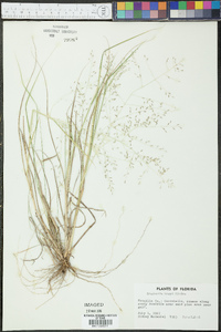 Eragrostis tracyi image