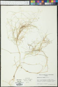 Eragrostis tracyi image