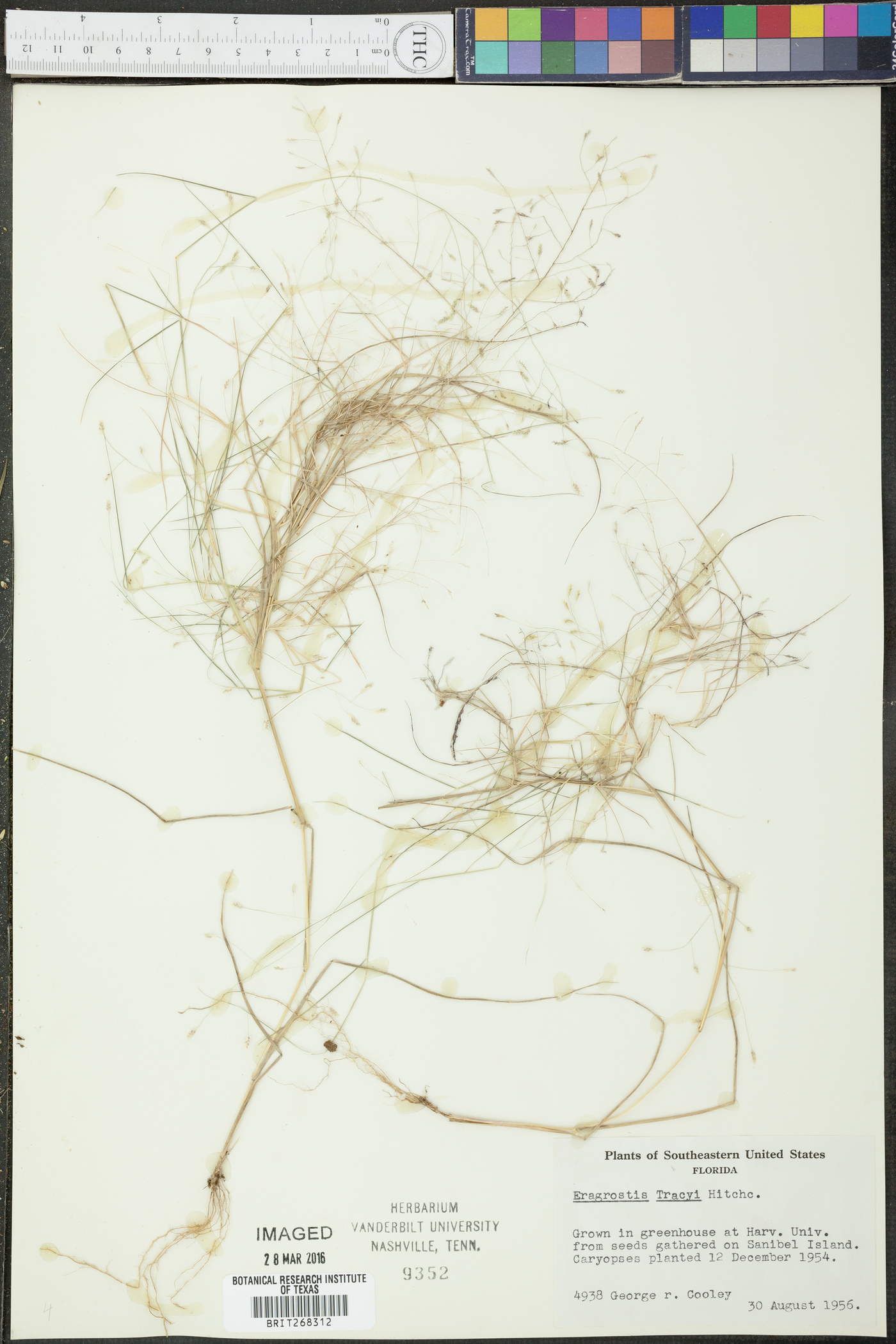 Eragrostis tracyi image