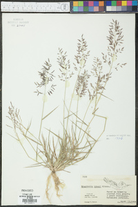 Eragrostis tracyi image