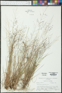 Eragrostis tracyi image