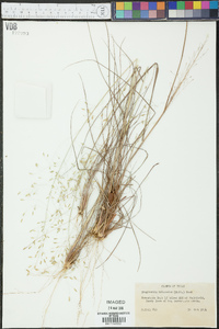 Eragrostis trichodes image