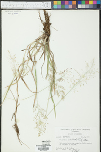 Eragrostis unioloides image