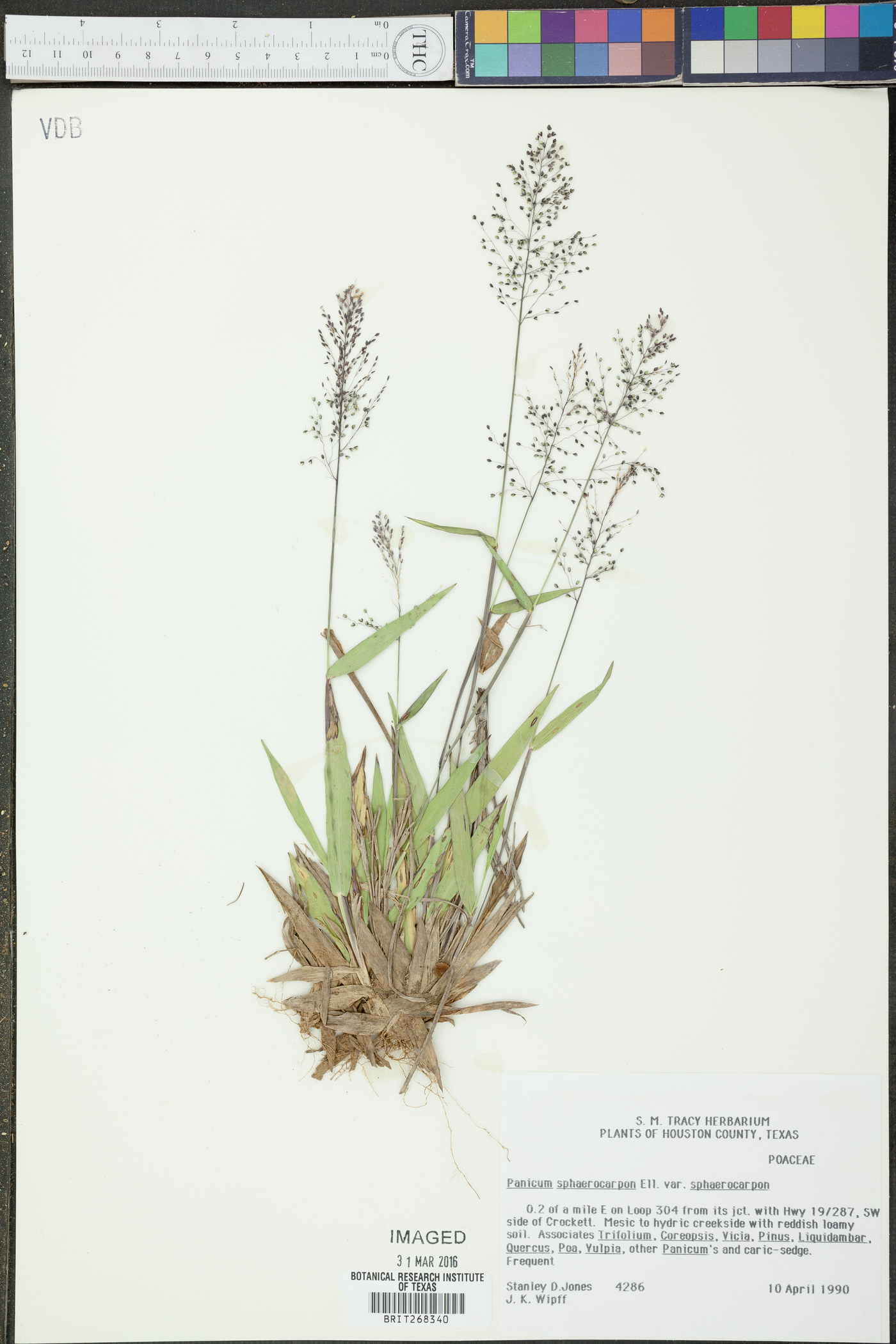 Panicum sphaerocarpon var. sphaerocarpon image