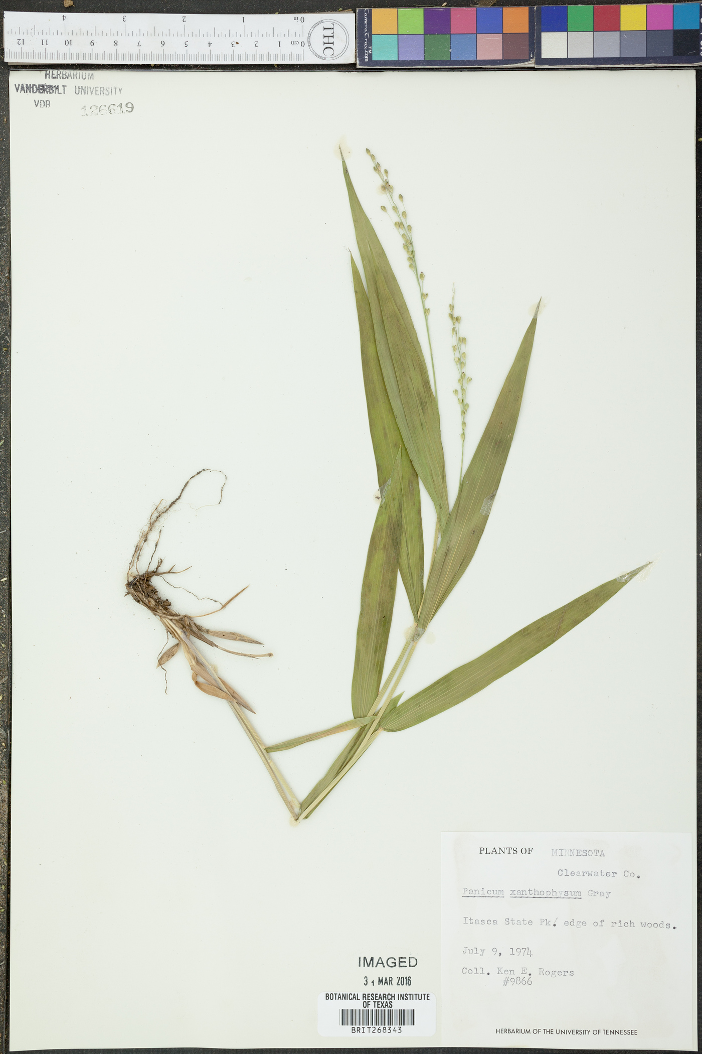 Panicum xanthophysum image
