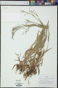 Dichanthelium acuminatum subsp. acuminatum image