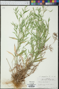 Dichanthelium acuminatum subsp. acuminatum image