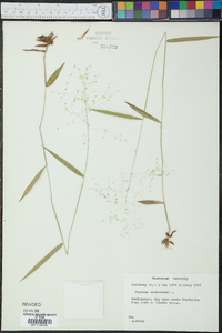 Panicum dichotomum image