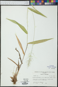 Panicum dichotomum var. barbulatum image