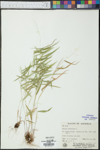 Panicum dichotomum image