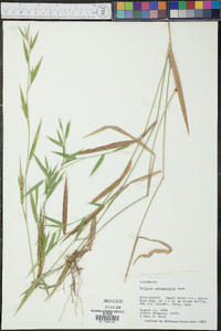 Panicum dichotomum image