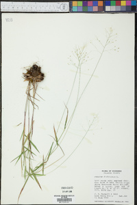 Panicum dichotomum image