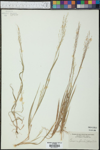 Panicum flexile image