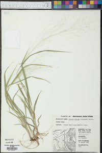 Panicum flexile image