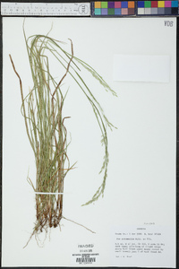 Poa autumnalis image