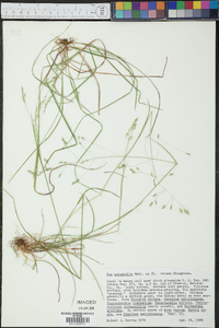 Poa autumnalis image