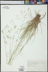 Poa autumnalis image