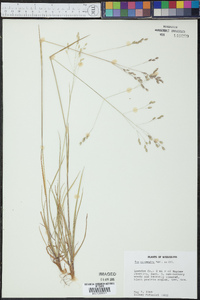 Poa autumnalis image