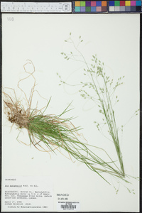 Poa autumnalis image