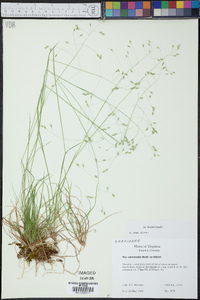 Poa autumnalis image