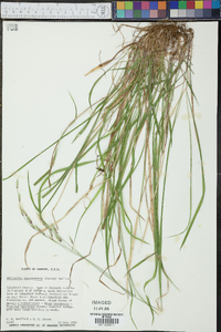 Schizachne purpurascens image