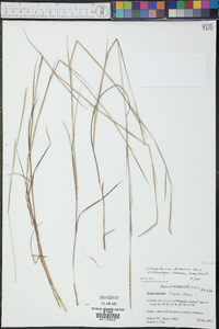 Schizachyrium tenerum image