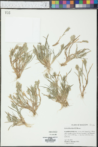 Sclerochloa dura image