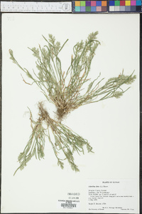 Sclerochloa dura image