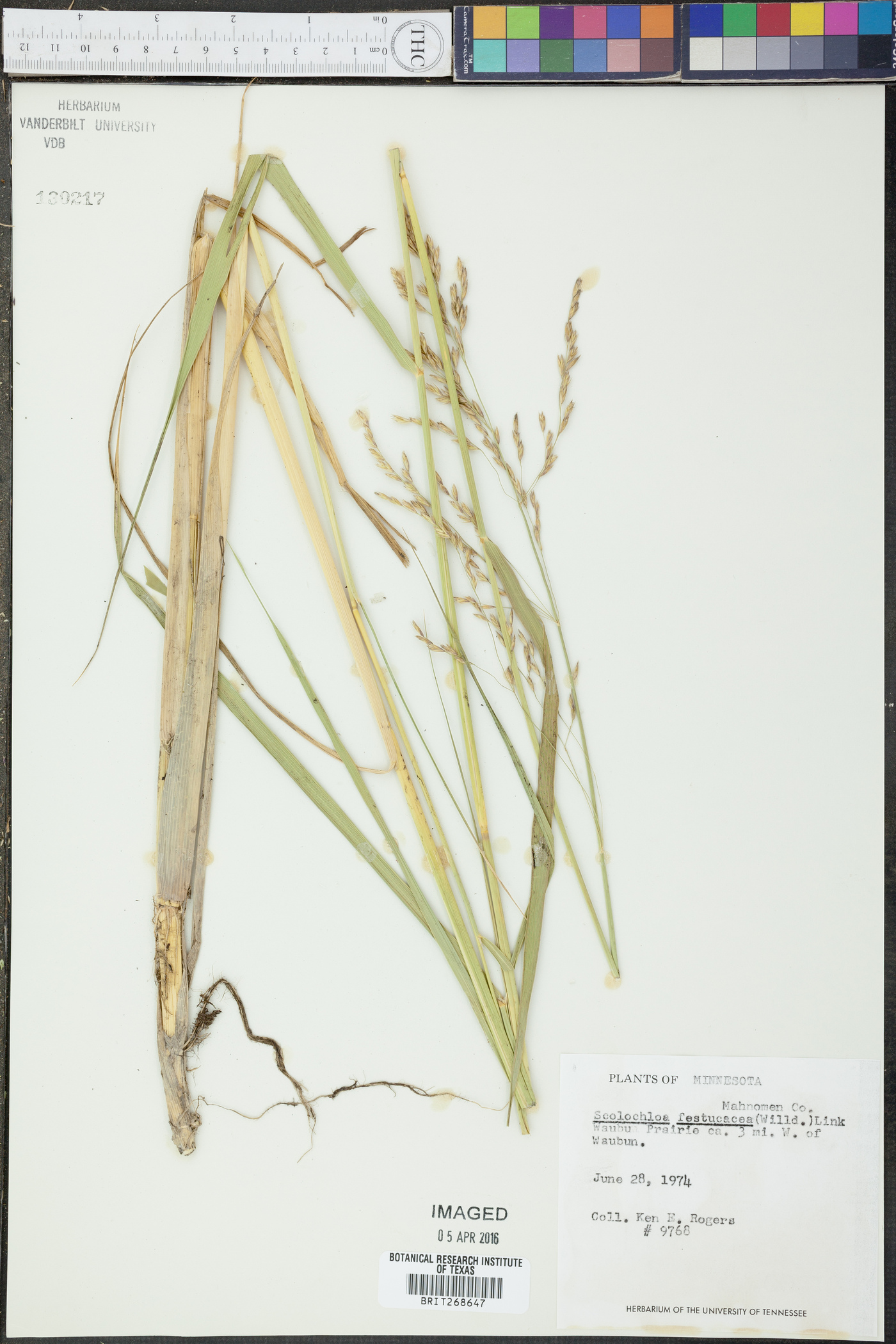 Scolochloa festucacea image