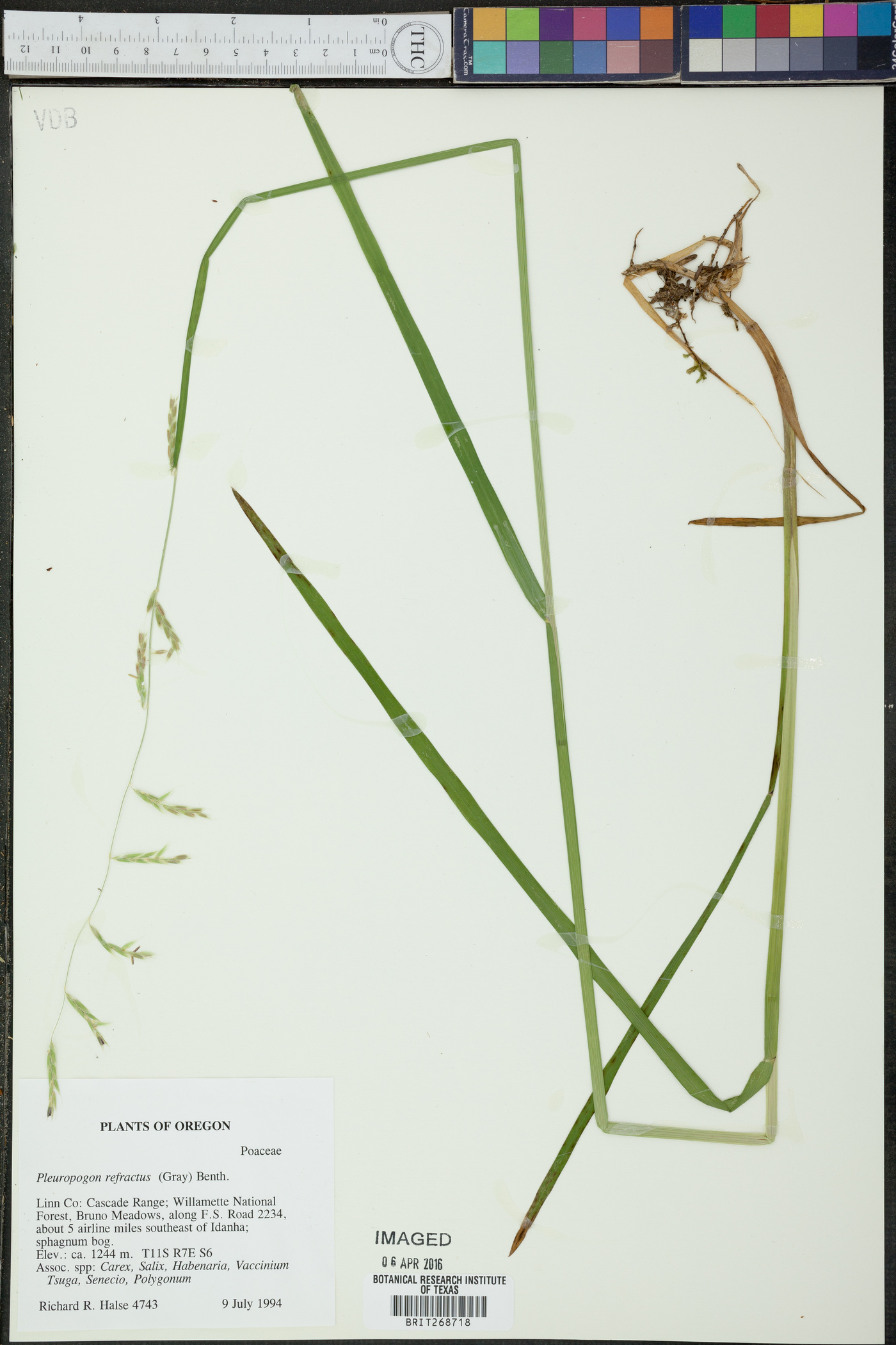 Pleuropogon refractus image