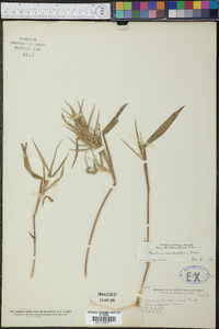 Dichanthelium scribnerianum image