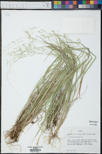 Panicum diffusum image