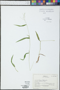 Panicum dichotomum image