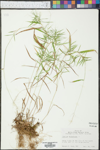 Panicum dichotomum image