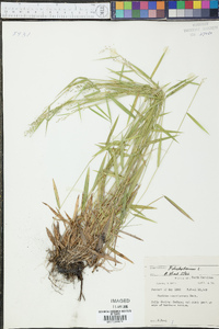 Panicum dichotomum image